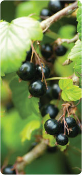 Blackcurrant Growing